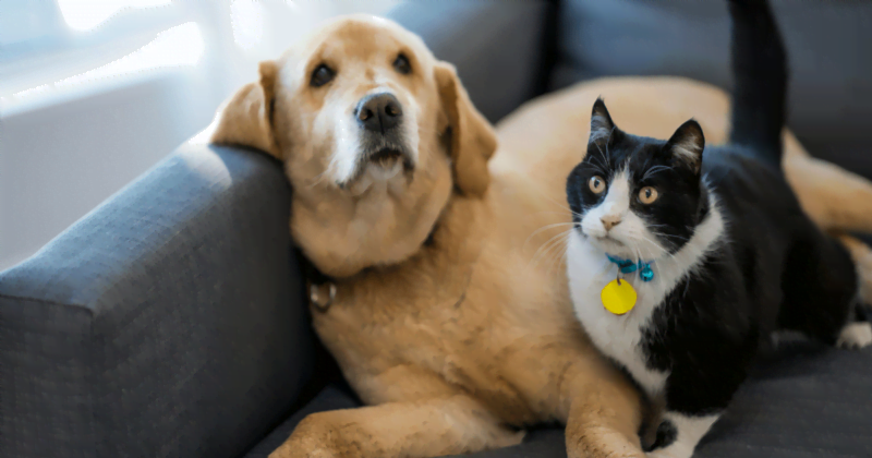 ペットを飼うメリットは、癒される。しかしでもりっとも案外ある